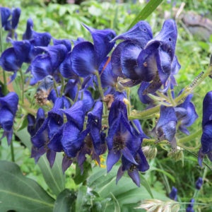 Monkshood-Wildflower_Vail-Colorado-HIke-Hiking-300x300