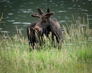 Moose Sylvan Lake State Park Colorado
