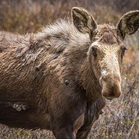 Moose Ticks parasites in Colorado