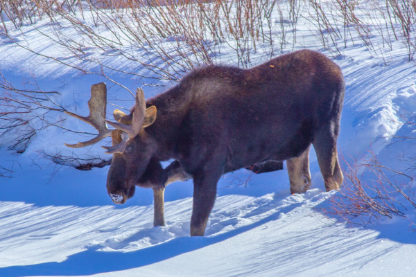 Moose-are-one-of-the-most-dangerous-animals-that-people,-particularly-people-with-dogs,-will-encounter-on-a-trail.-Give-them-plenty-of-space-600x400