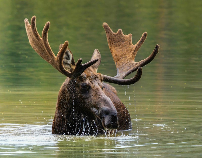 Moose