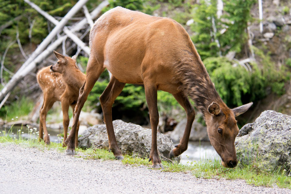 Mother-and-baby-Mule-Deer-feeding-on-green-grass-600x400