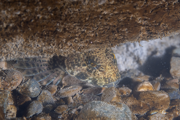 MottledSculpin_Colorado