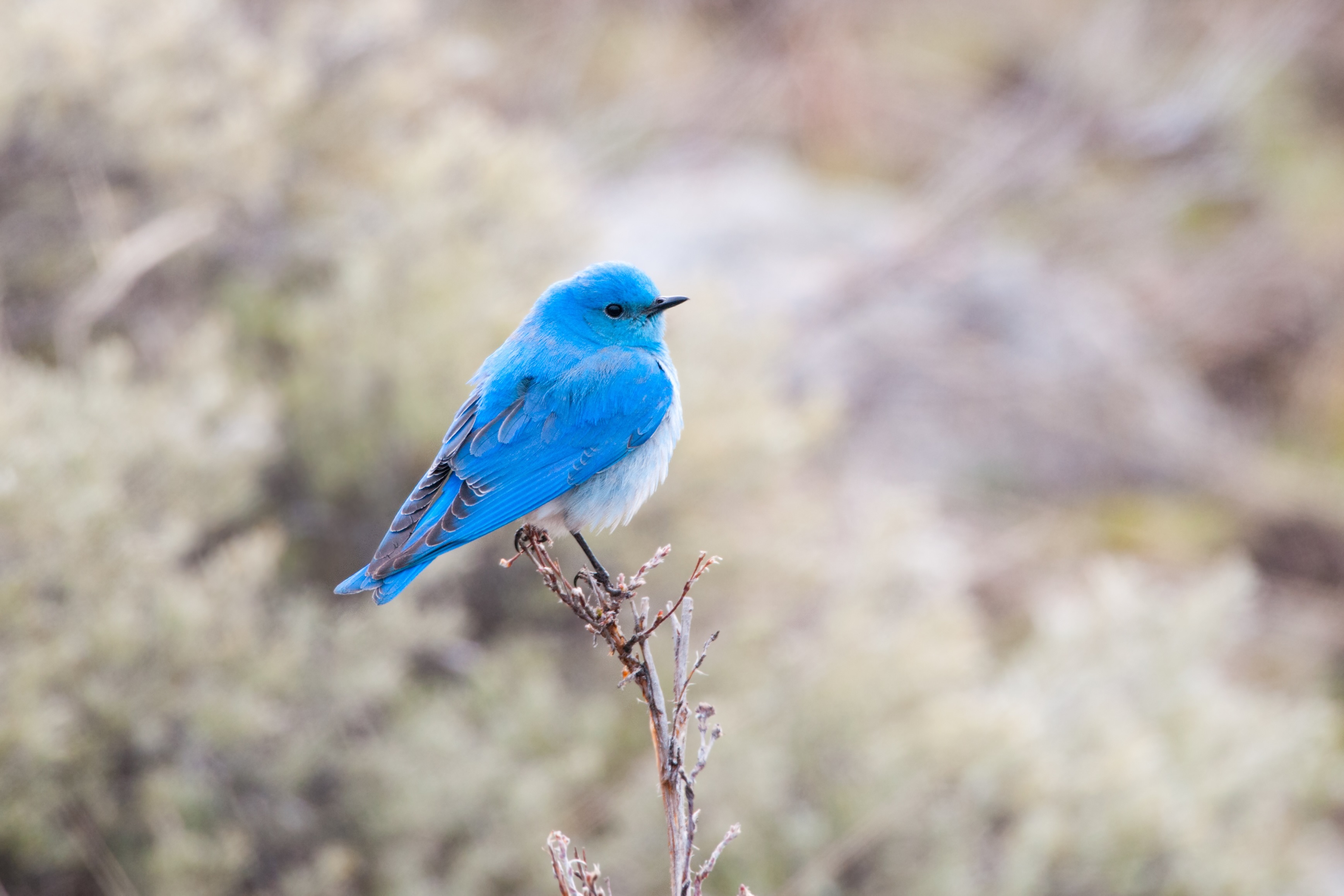Mountain Blue Bird