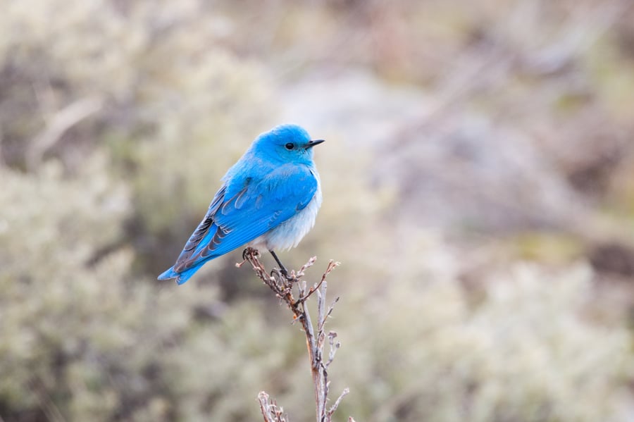 Mountain Bluebird-1