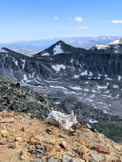 Mountain Goat Quandry