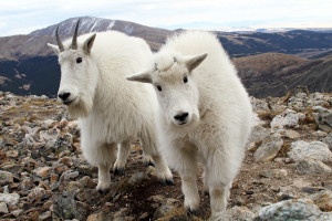 Mountain Goats in the Colorado Alpine and Viewing Locations