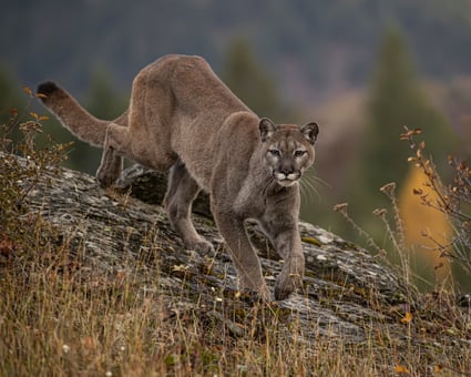 Mountain Lion