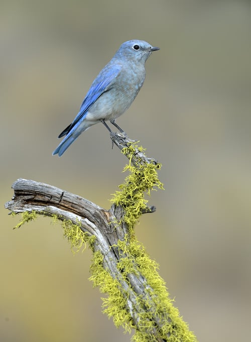 Mountain bluebird