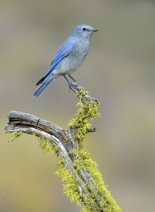 Mountain Bluebird