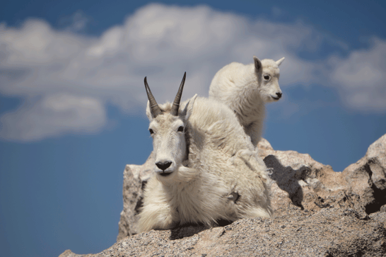 Mountain-Goat-Baby-WMSC