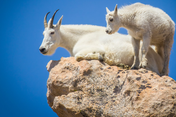 Mountain-Goats-live-at-high-elevations-and-have-a-later-rut-that-allows-the-young-to-be-born-later-in-the-spring.-600x400