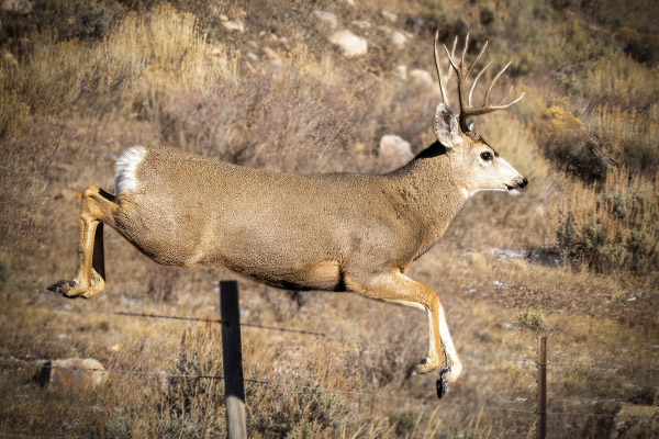 MuleDeer-600x400