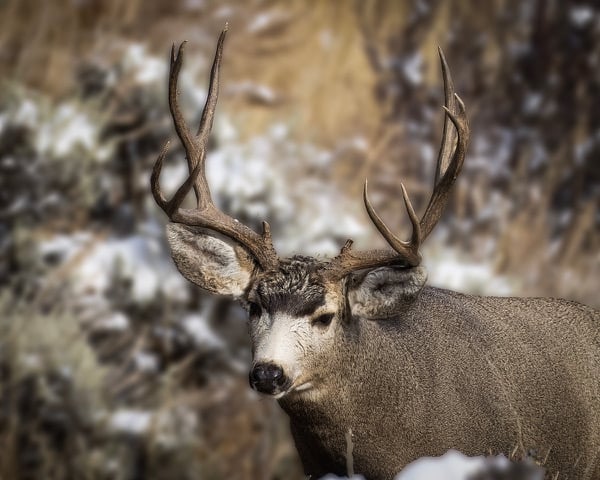 MuleDeer2