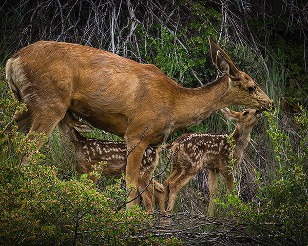 MuleDeerAndFawns