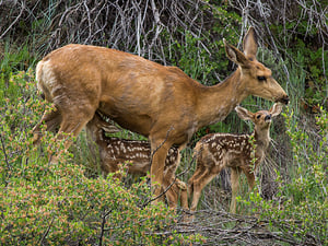 Mule Deer And Fawns