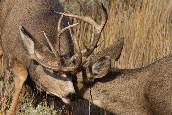 MuleDeerBattle016-600x400