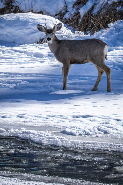 MuleDeerOnIce-400x600