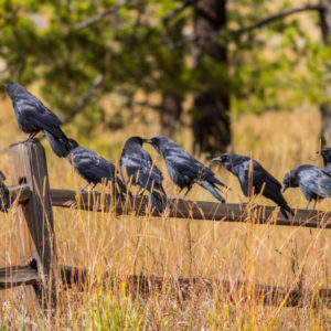 Murder-of-Crows-300x300
