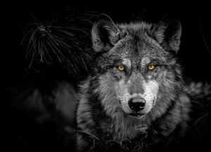 Myths about Wolves in Colorado