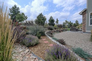 Colorado Native Plants