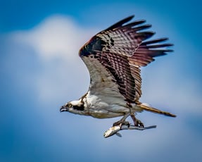 Osprey