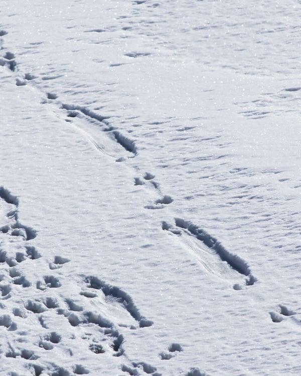 River Otter Tracks