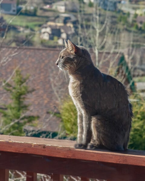 OutdoorCat