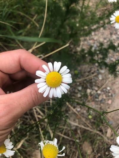 Oxeye Daisy