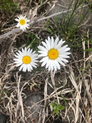 Oxeye daisy2