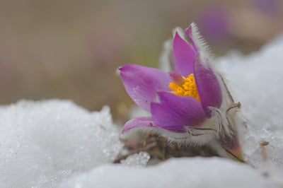 Pasque Flower-1