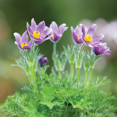 Pasque Flower in Colorado