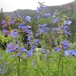 Penstemon-Penstemon-sp._Wildflower-Vail-Colorado-Walking-Mountains-Science-Center