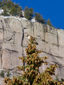 Mount of the Holy Cross