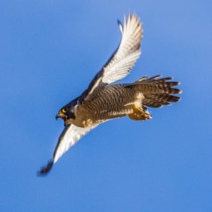 Peregrine-Falcon-Colorado