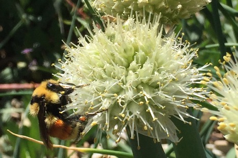 Phenology in Colorado