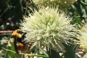 Phenology in Colorado
