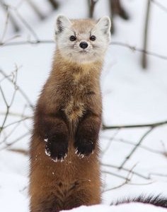 Pine Marten in Colorado Rocky Mountains and Vail