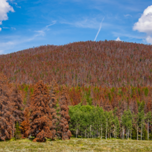 Pine-Beetles-Colorado-Rick-Spitzer-300x300