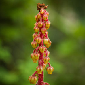 Pine-Drops-Colorado-Wildflowers