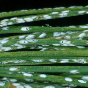 Pine-Needle-Scale-300x300