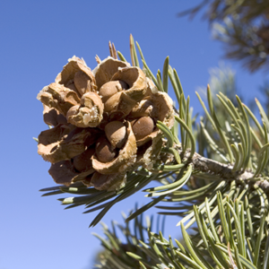 Pinion Pine Nuts in Colorado
