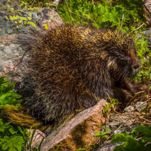 Porcupine-300x300