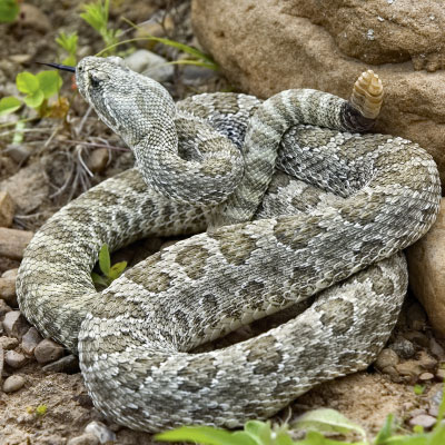 Praire-Rattlesnake-400x400