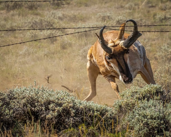 A pronghorn tangled in a barb wire fence