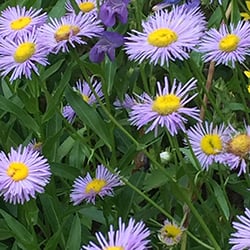 Purple---Showy-Fleabane-Daisy