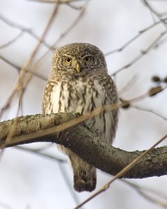 Pygmy and Saw Whet Owls