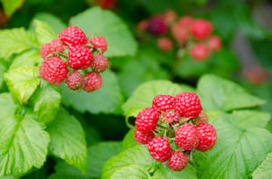 Raspberry-plants-GettyImages-488589631-5870207f5f9b584db3814ed7
