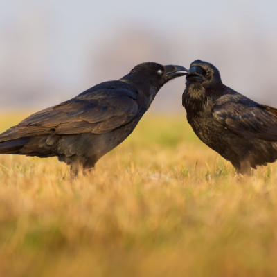 Romance is in the Air for Ravens