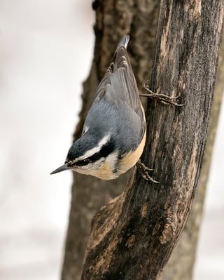 Red breasted nuthatches